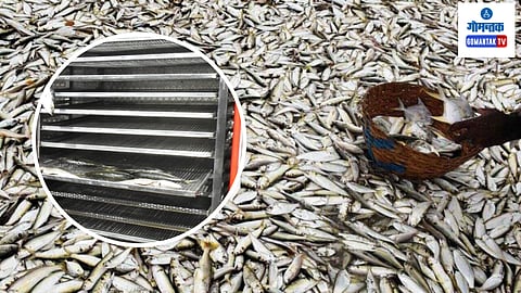 Goa First Fish Dryer: