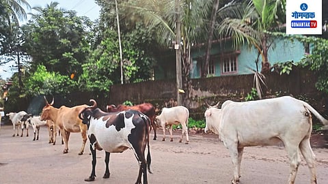Stray Cattle In Ponda