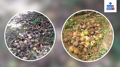 Massive damage to agriculture horticulture