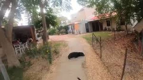 Viral Video of Hamas terrorists fired shots at the dogs guarding the house in Israel