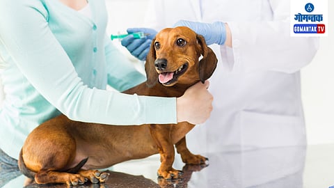 Goa Dogs vaccination