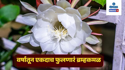 Brahma Kamal For Happiness