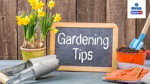 Gardening Tips