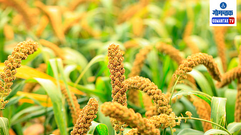 Goa Millet Cultivation