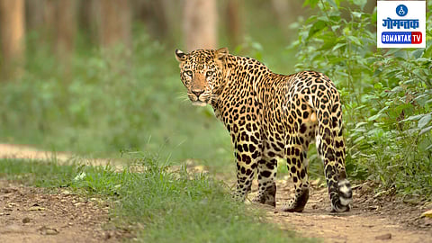 Leopard in Mulgao