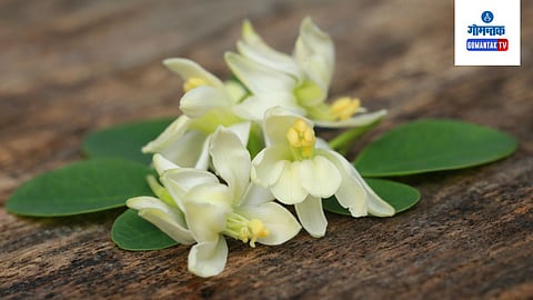 Benefits of Moringa Flower