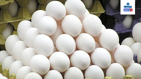 Egg Rate