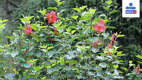Tips to Grow Hibiscus