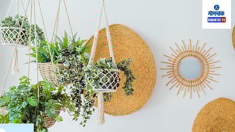 Hanging Plants Care Tips