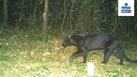 Black Panther