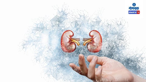 Kidney