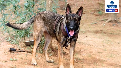 Punjab Sniffer Dog Urus helping in Goa: