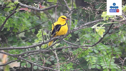 Indian golden oriole