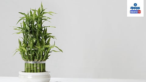 Golden Bamboo Gardening Tips