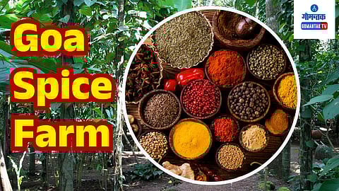 Goa Spice Farm