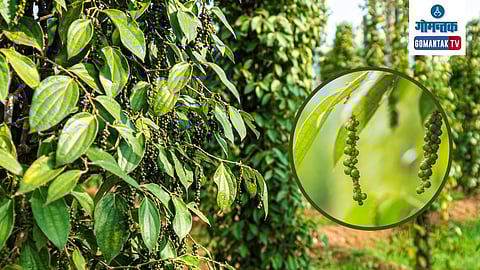 Black Pepper Farming
