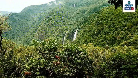 Goa Forest