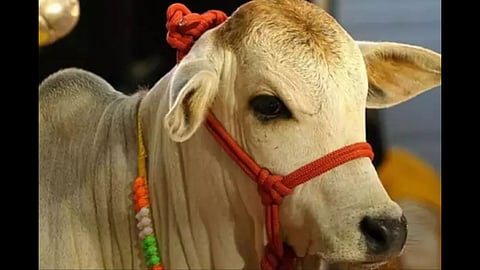 Punganur Cow