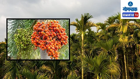 Betel Nut Trees