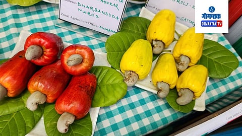 Cashew Agriculture Goa