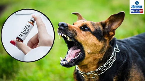 Goa Rabies Death