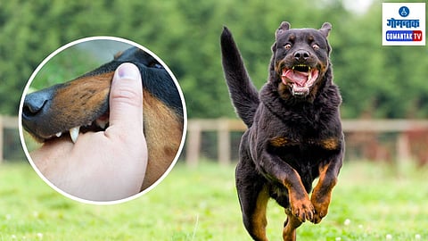 Goa Dog Bites: