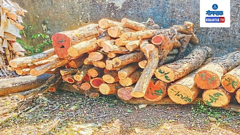 Illegal Tree Cutting In Sacorda, Dharbandora