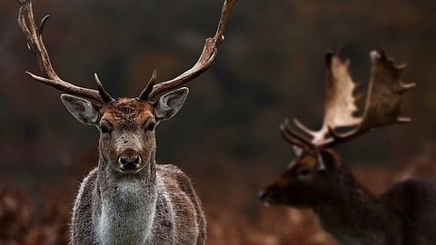 Zombie Deer Disease, Chronic Wasting Disease