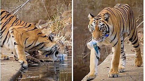Viral Video Of Tiger Collecting Plastic Bottle