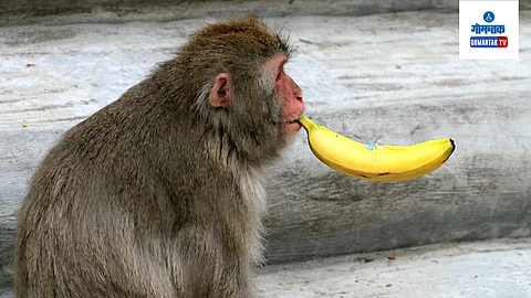 Monkey Fever