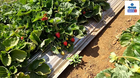 Success Story Of Goa Strawberry Farmers Video | CM Pramod Sawant
