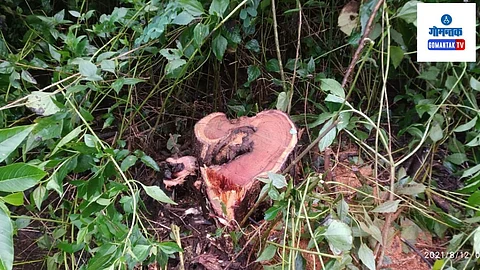 Illegal logging in sacorda goa forest