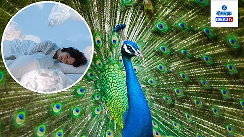 Peacock