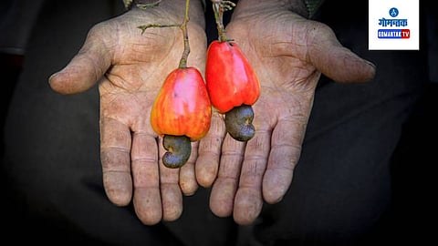 Cashew Agriculture