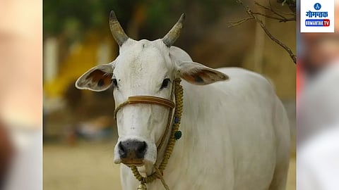 Bull