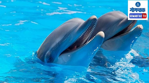 Dolphin In Goa: