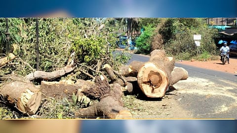 Siolim Heritage Tree Cutting