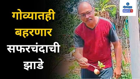 Goa Apple Trees
