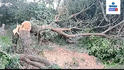 Colva Road Tree Cutting