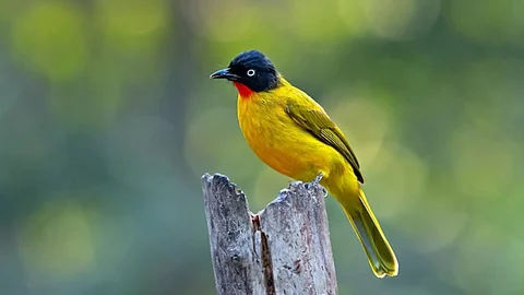 Flame Throated Bulbul