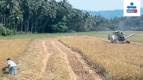 Rice Harvesting :