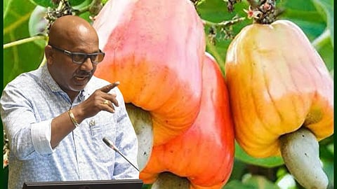 Goa Cashew Rates| Altone DCosta