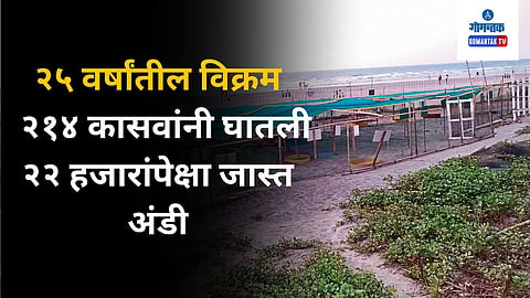 Turtle Eggs At Morjim