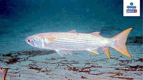 goa Fish