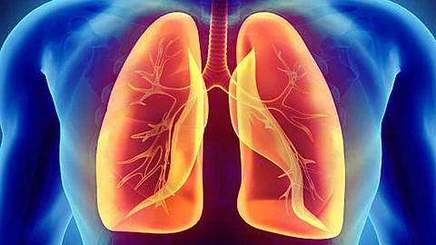 Human Lungs