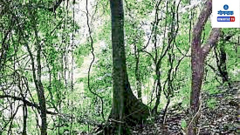 सुर्लाची बाराजणांची राय