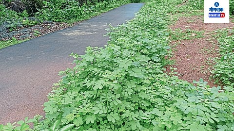 Sattari