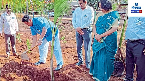 Tree Plantation