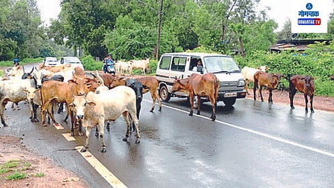 stray cattle