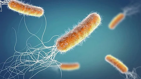 Japan Dadly Bacterial Infection